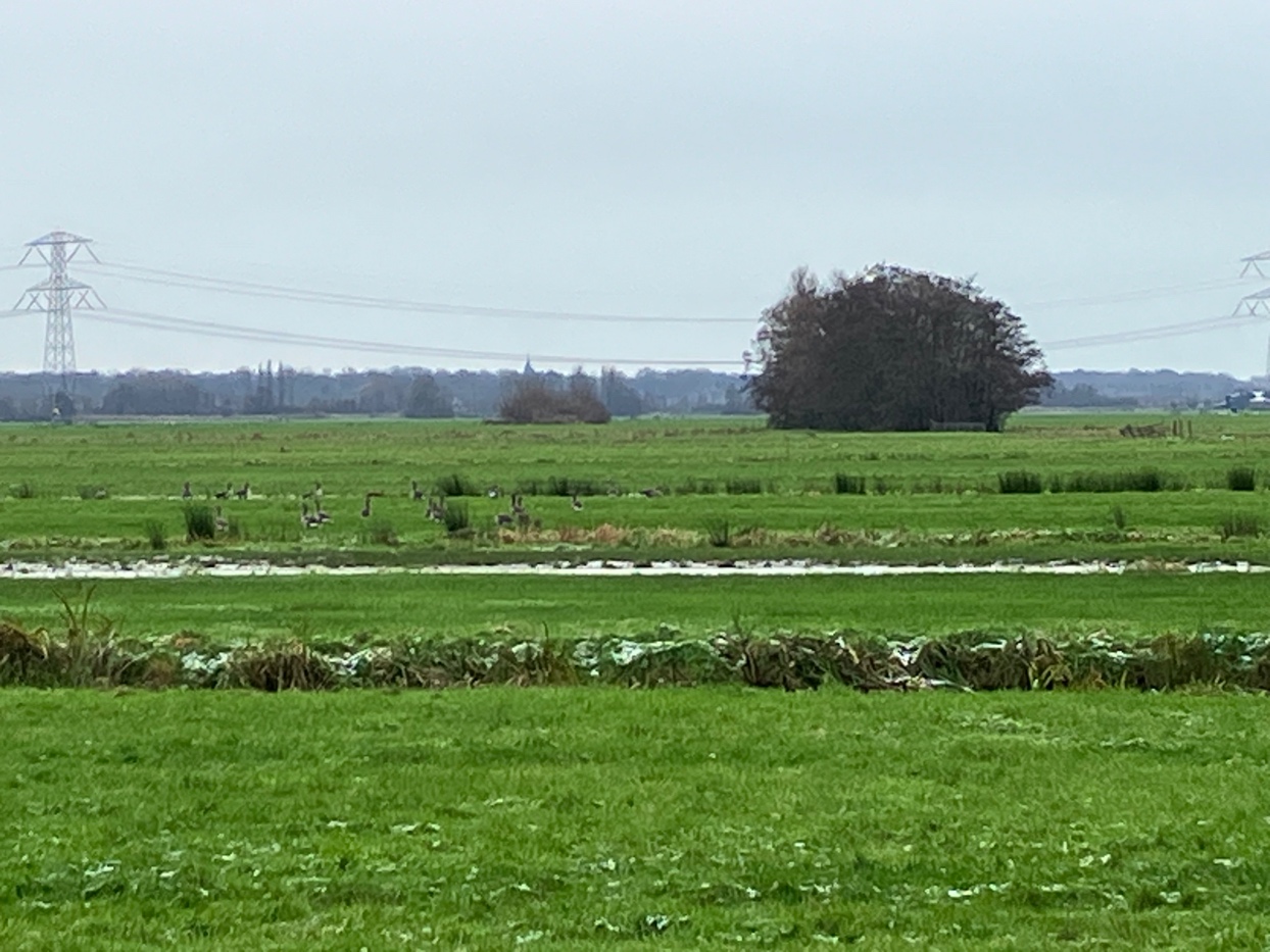 Afbeelding met gras, buitenshuis, hemel, plant

Automatisch gegenereerde beschrijving